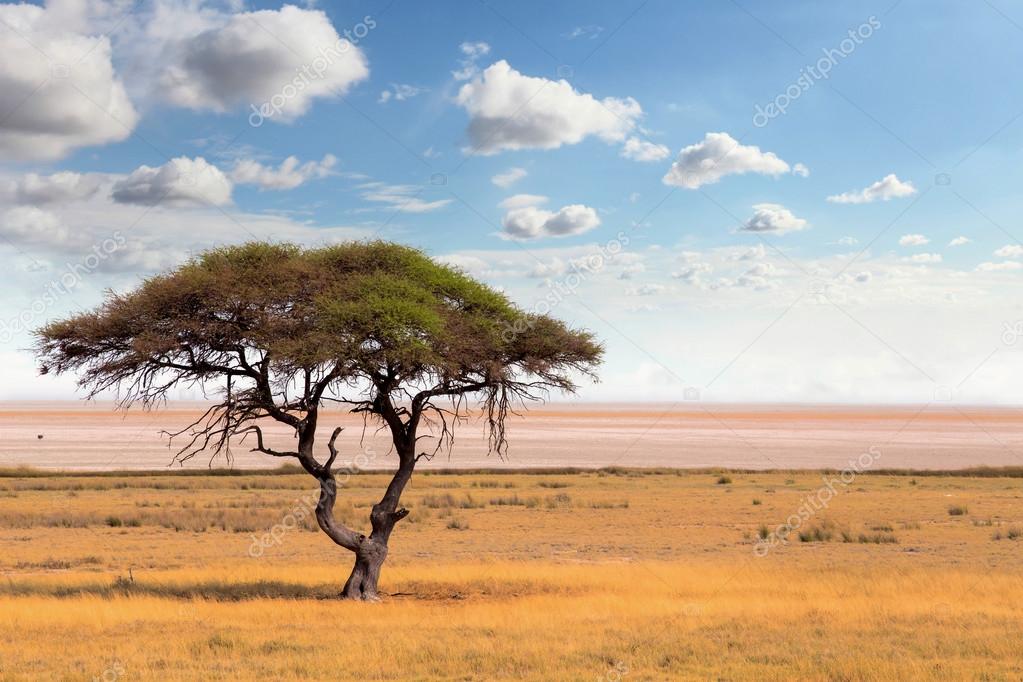 Large Acacia tree in the open savanna plains Africa — Stock Photo © artush 99068166