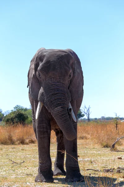 Éléphants sauvages d'Afrique — Photo