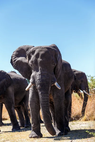 Oído hablar de elefantes africanos — Foto de Stock