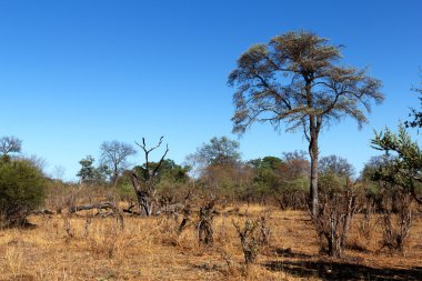 Afrika vahşi manzara
