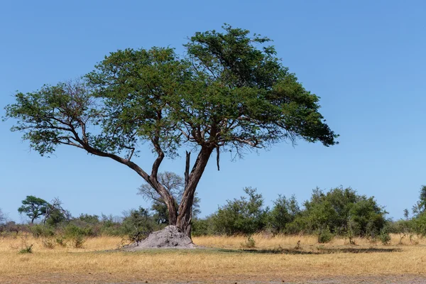 Paisagem selvagem africana — Fotografia de Stock