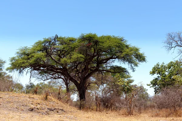Paesaggio selvaggio africano — Foto Stock