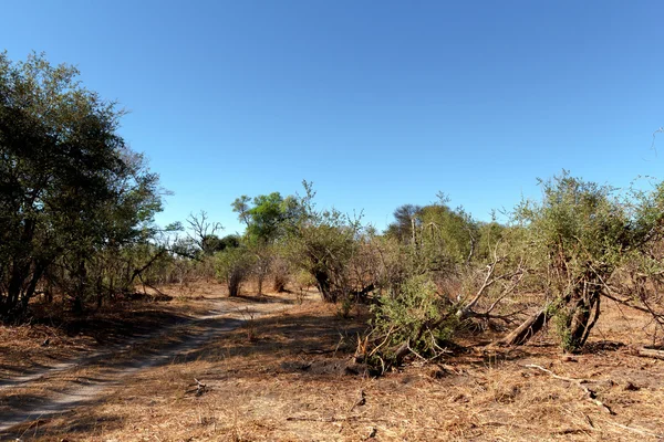 Paesaggio selvaggio africano — Foto Stock