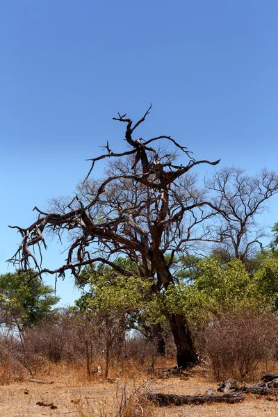 Afrikai vadonban táj — Stock Fotó