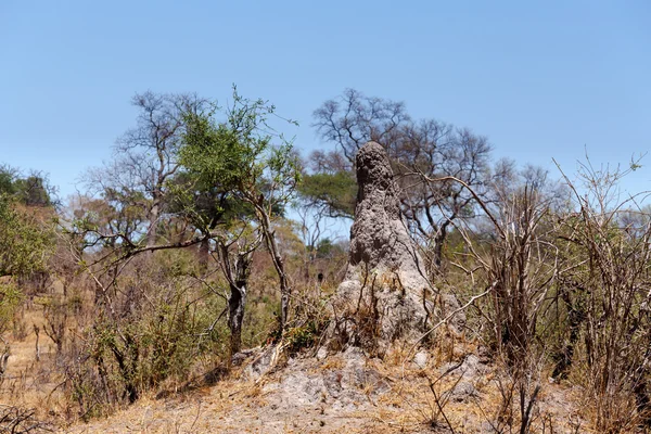 Paesaggio selvaggio africano — Foto Stock