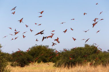 large nesting colony of Nothern Carmine Bee-eater clipart