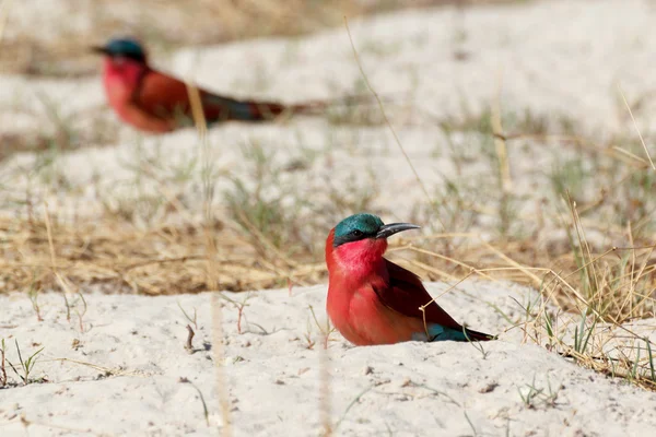 Large nesting colony of Nothern Carmine Bee-eater — Stock Photo, Image