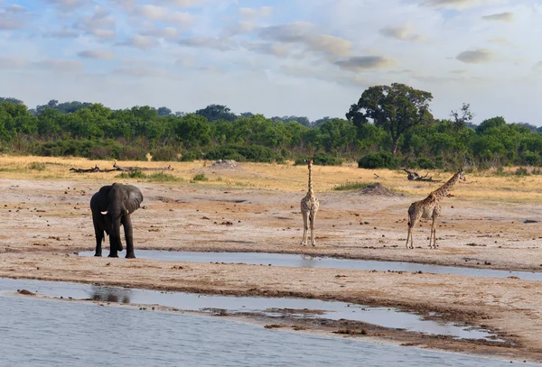 Éléphants et girafes buvant au point d'eau — Photo