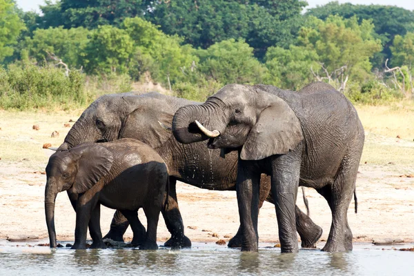 Elephants drinking at waterhole — Stock Photo, Image