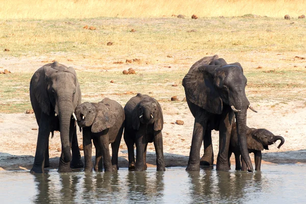 Elephants drinking at waterhole — Stock Photo, Image