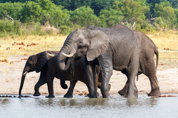 Elefanten trinken am Wasserloch — Stockfoto