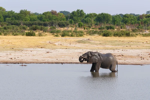 Elephants and bathing drinking at waterhole — Stock Photo, Image