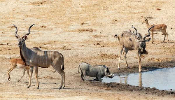 Kudu Antelope bebiendo en un pozo fangoso —  Fotos de Stock