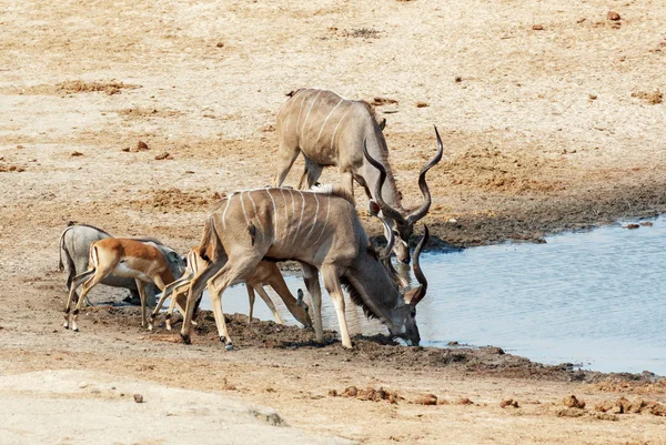 Kudu Antelope drinking at a muddy waterhole — Stock Photo, Image