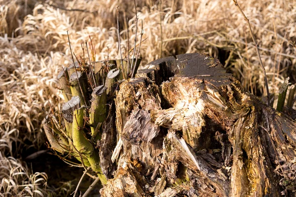 Natur stubbe som vintern bakgrund — Stockfoto