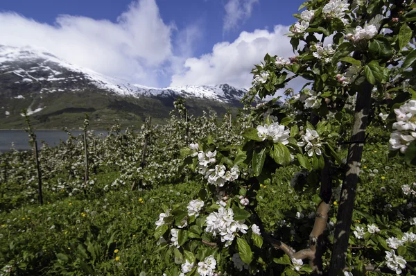 Blooming apple gardens in Hardanger — Stock Photo, Image