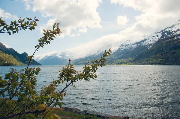 Cherry tree on the backgound of the norwegian mountains — Stock Photo, Image