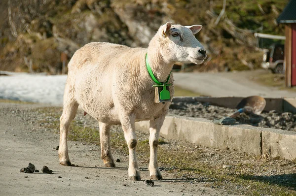 The standing on a road ewe with a bell on its neck — Stock Photo, Image
