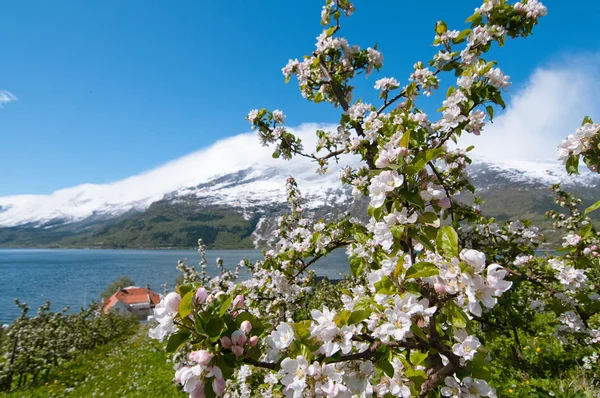 Los manzanos en flor en Hardanger Imagen De Stock