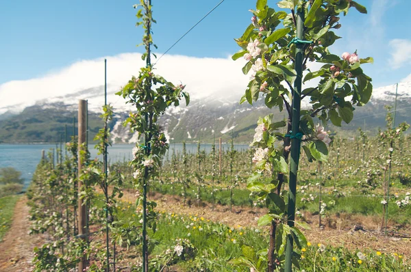 The new apple gardens in Hardanger, Norway