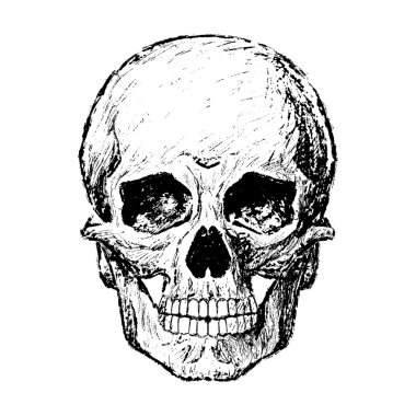 Bir insan kafatası çizimi