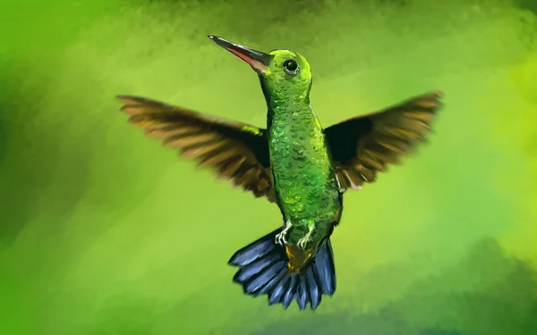 Kolibri im Flug — Stockfoto