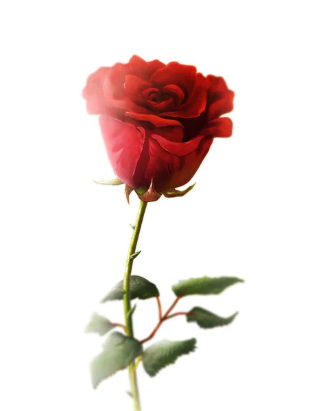 Röd ros med törnen Royaltyfria Stockbilder