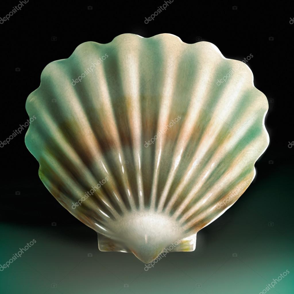 30+ Top For Seashell Drawing Realistic | The Campbells Possibilities