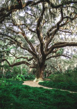 Washington Oaks State park Florida