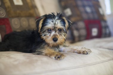 köpek arıyorum