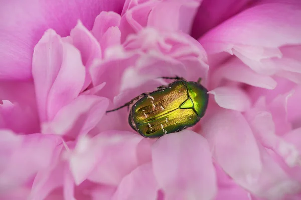 Maggio scarabeo verde — Stock Photo