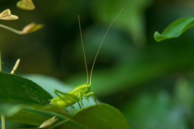 Genç yeşil çekirge