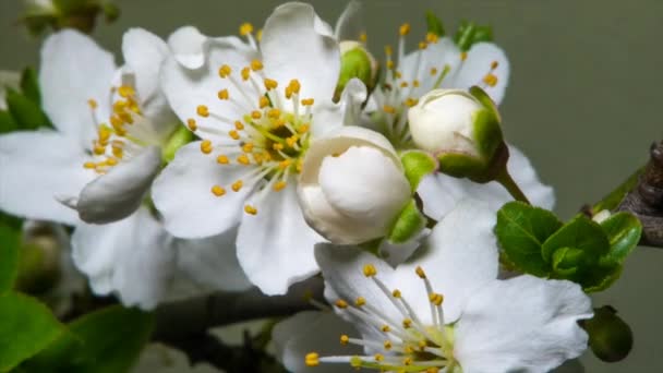 Spring mood, jasmine — Stock Video