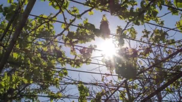 Ο ήλιος και τα φύλλα του αμπελιού — Αρχείο Βίντεο