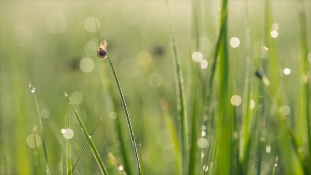 escargot sur l'herbe au lever du soleil 