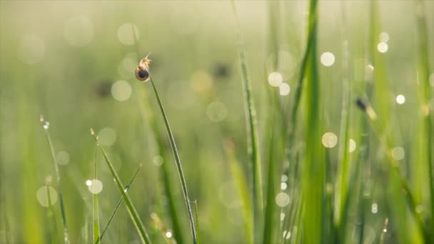 Snigel på gräset vid soluppgången — Stockvideo