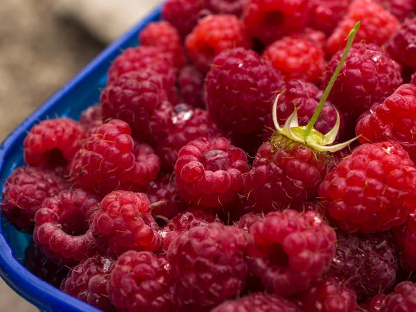 Raspberries — Stock Photo, Image