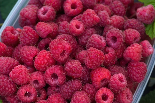 Raspberries — Stock Photo, Image