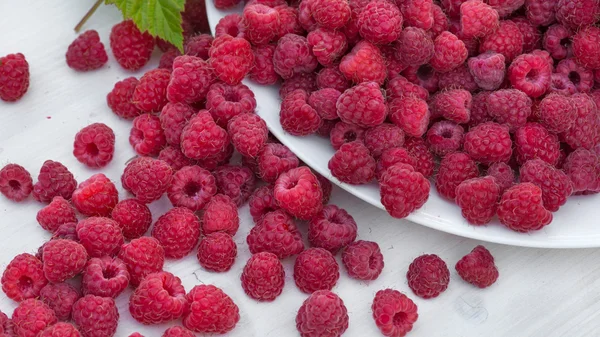 Raspberries on a white background — Stock Photo, Image