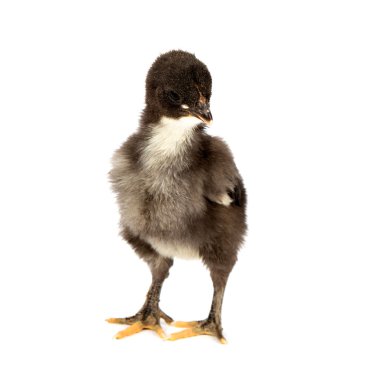 Marans
