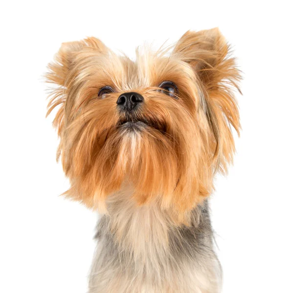 Yorkshire terrier — Zdjęcie stockowe