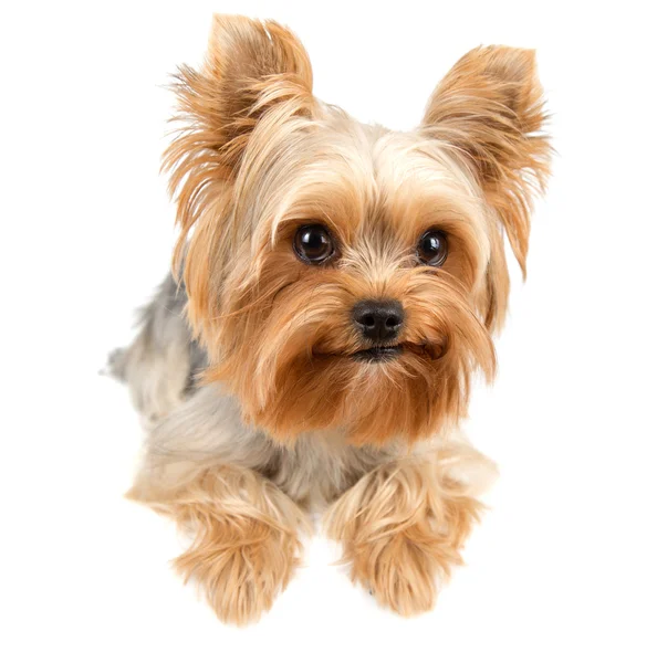 Yorkshire terrier — Photo