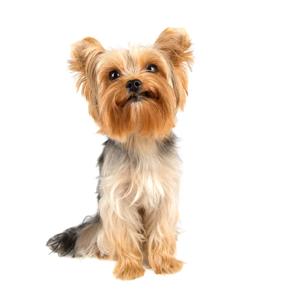 Yorkshire terrier — Zdjęcie stockowe