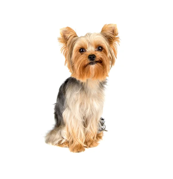 Yorkshire terrier — Stockfoto