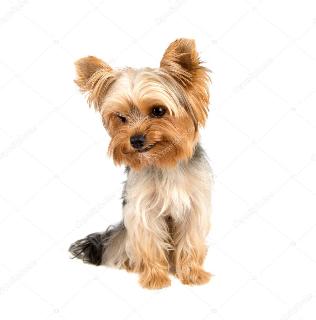 Yorkshire terrier