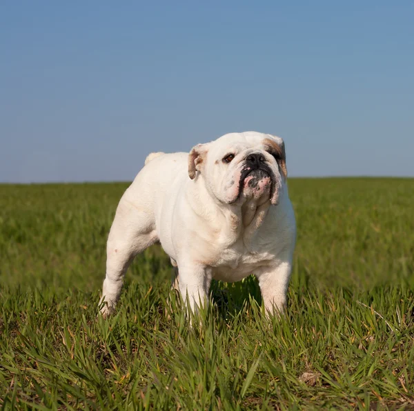 White male English bulldog — Stock Photo, Image
