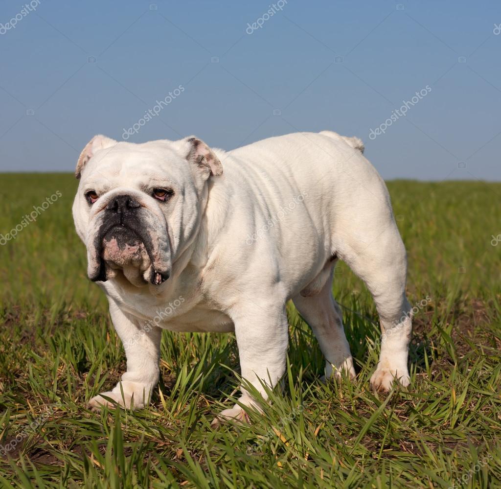 pure white bulldog