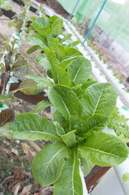 Yeşil çünkü hydroponic sebze