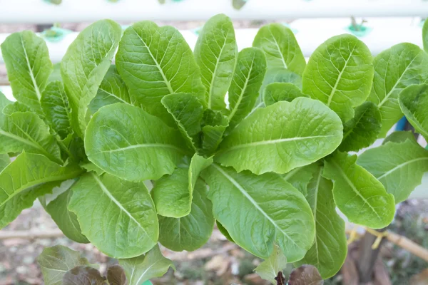 Green cos hydroponic vegetable — Stock Photo, Image