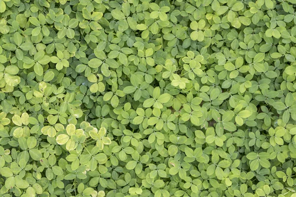 Green leaf texture background — Stock Photo, Image